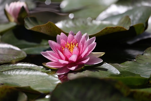 带芯字的女孩名字杨姓,带芯顺口的名字